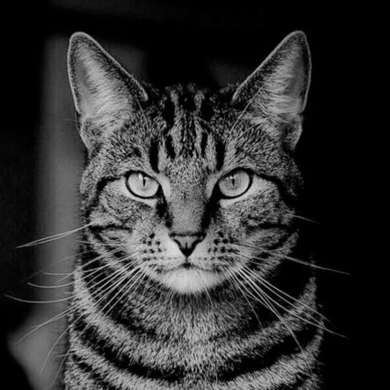 Portrait einer getigerten Katze vor dunklem Hintergrund.