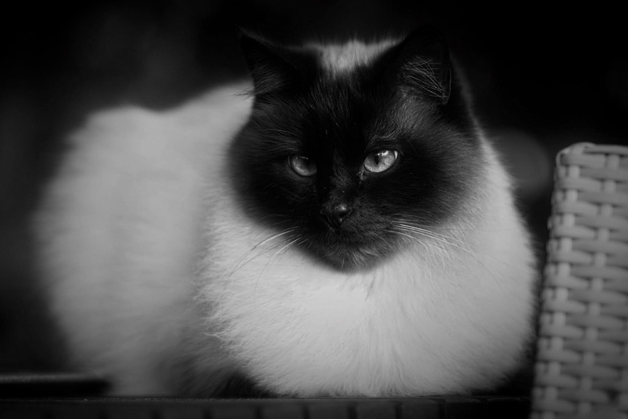 Portrait einer schwarz-weißen Langhaarkatze.